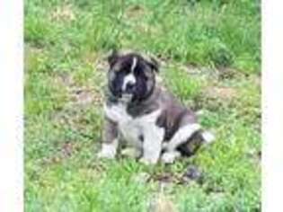 Akita Puppy for sale in Humansville, MO, USA