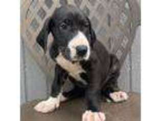 Great Dane Puppy for sale in East Earl, PA, USA