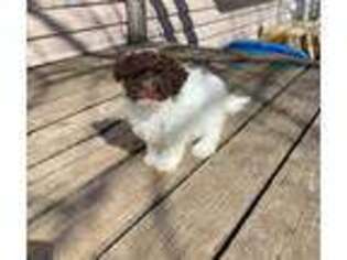 Havanese Puppy for sale in Motley, MN, USA
