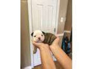 Bulldog Puppy for sale in Franklin, TX, USA