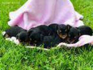 Yorkshire Terrier Puppy for sale in Stuarts Draft, VA, USA