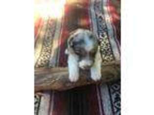 Australian Shepherd Puppy for sale in Henderson, TX, USA