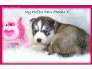 Siberian Husky Puppy for sale in Grant City, MO, USA