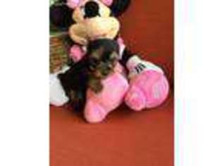 Yorkshire Terrier Puppy for sale in Humble, TX, USA