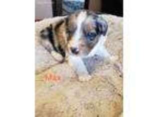 Australian Shepherd Puppy for sale in Wadena, MN, USA