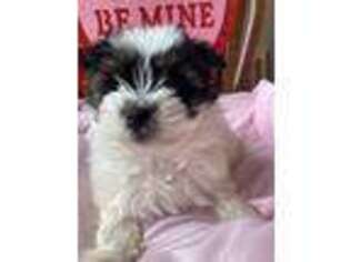 Biewer Terrier Puppy for sale in Albany, NY, USA