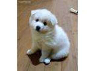American Eskimo Dog Puppy for sale in Indianapolis, IN, USA