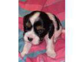 Cavalier King Charles Spaniel Puppy for sale in Fayetteville, TN, USA
