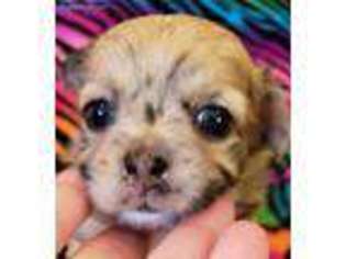 Chihuahua Puppy for sale in Titusville, FL, USA