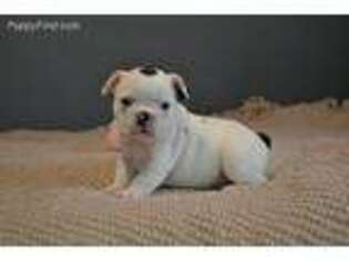 Bulldog Puppy for sale in Platteville, CO, USA