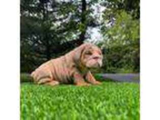 Bulldog Puppy for sale in East Earl, PA, USA