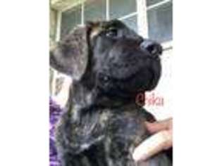 Mastiff Puppy for sale in New Braunfels, TX, USA