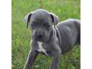 Cane Corso Puppy for sale in New Haven, IN, USA