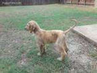 Afghan Hound Puppy for sale in Hewitt, TX, USA