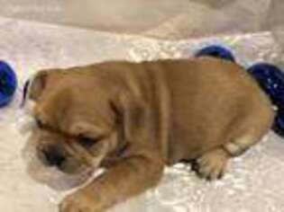 French Bulldog Puppy for sale in Saint Joseph, MN, USA