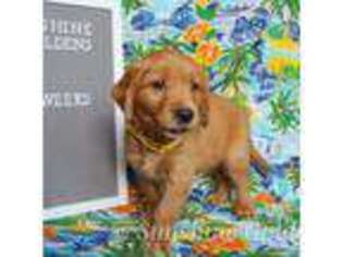 Golden Retriever Puppy for sale in Cocoa, FL, USA