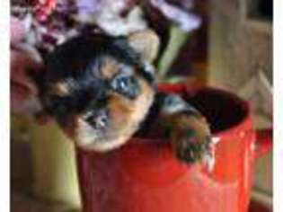 Yorkshire Terrier Puppy for sale in Calhan, CO, USA