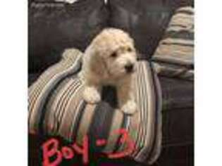 Goldendoodle Puppy for sale in Blountville, TN, USA