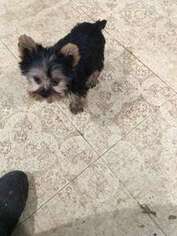 Yorkshire Terrier Puppy for sale in Citra, FL, USA