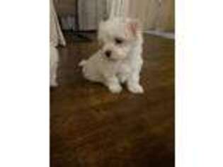 Maltese Puppy for sale in Eugene, OR, USA