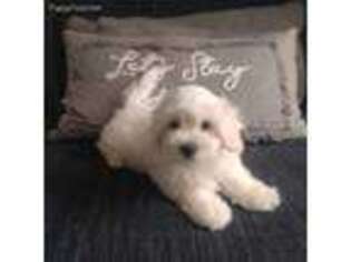 Coton de Tulear Puppy for sale in Hendersonville, NC, USA