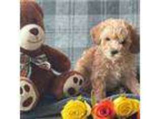 Shih-Poo Puppy for sale in New York, NY, USA