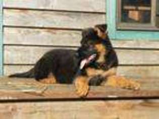 Mutt Puppy for sale in Anacortes, WA, USA