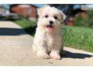 Maltese Puppy for sale in Canton, OH, USA