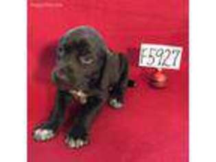 German Shorthaired Pointer Puppy for sale in Lakeland, GA, USA