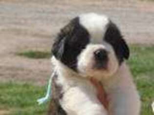 Saint Bernard Puppy for sale in Elm Hall, MI, USA