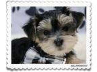 Mutt Puppy for sale in Enumclaw, WA, USA