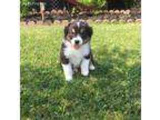 Australian Shepherd Puppy for sale in Archbold, OH, USA