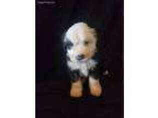 Old English Sheepdog Puppy for sale in Hemet, CA, USA
