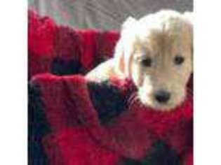 Goldendoodle Puppy for sale in Copperas Cove, TX, USA