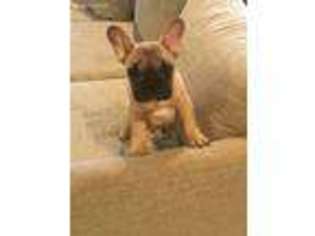 French Bulldog Puppy for sale in Berwick, ME, USA