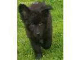 German Shepherd Dog Puppy for sale in Clermont, IA, USA