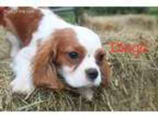 Cavalier King Charles Spaniel Puppy for sale in Scottsville, KY, USA