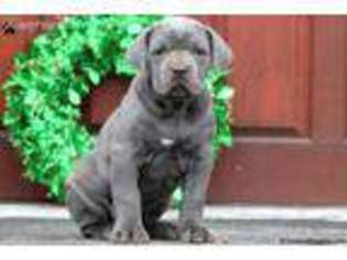Cane Corso Puppy for sale in Gap, PA, USA
