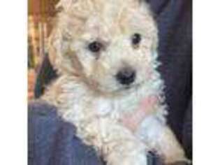 Mutt Puppy for sale in Titusville, FL, USA