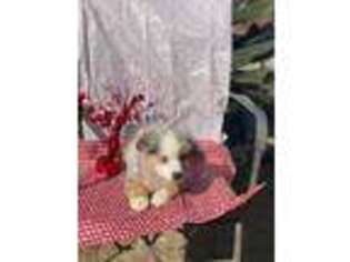 Australian Shepherd Puppy for sale in Bakersfield, CA, USA