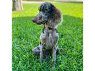 Mutt Puppy for sale in George West, TX, USA