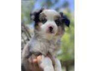 Miniature Australian Shepherd Puppy for sale in Edinburg, TX, USA