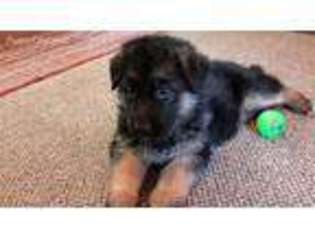 German Shepherd Dog Puppy for sale in Pleasant Plains, IL, USA