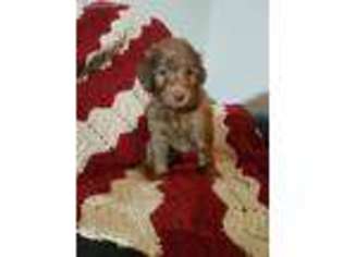 Goldendoodle Puppy for sale in Terre Hill, PA, USA