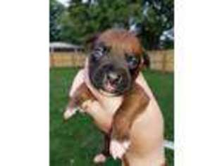 Boxer Puppy for sale in Gillespie, IL, USA