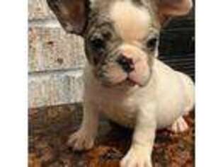 French Bulldog Puppy for sale in Westwego, LA, USA