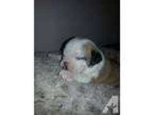 Bulldog Puppy for sale in LIVONIA, NY, USA