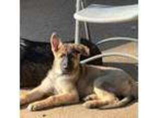 German Shepherd Dog Puppy for sale in Streetman, TX, USA