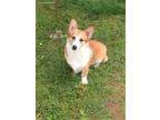 Pembroke Welsh Corgi Puppy for sale in Maceo, KY, USA