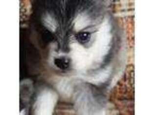 Siberian Husky Puppy for sale in Moultonborough, NH, USA